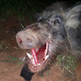 wild boar hog hunting texas