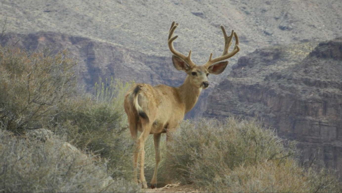 A mule deer buck with a forked rack on a canyon rim trail in Grand Canyon National Park — the kind of rugged canyon country mule deer favor across the West, including the Texas Panhandle's breaks.